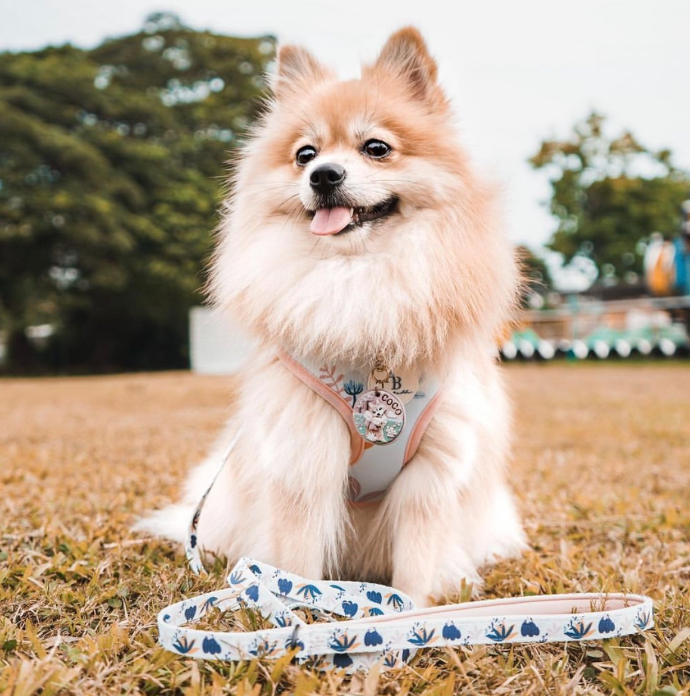 The Botanical Dog Leash