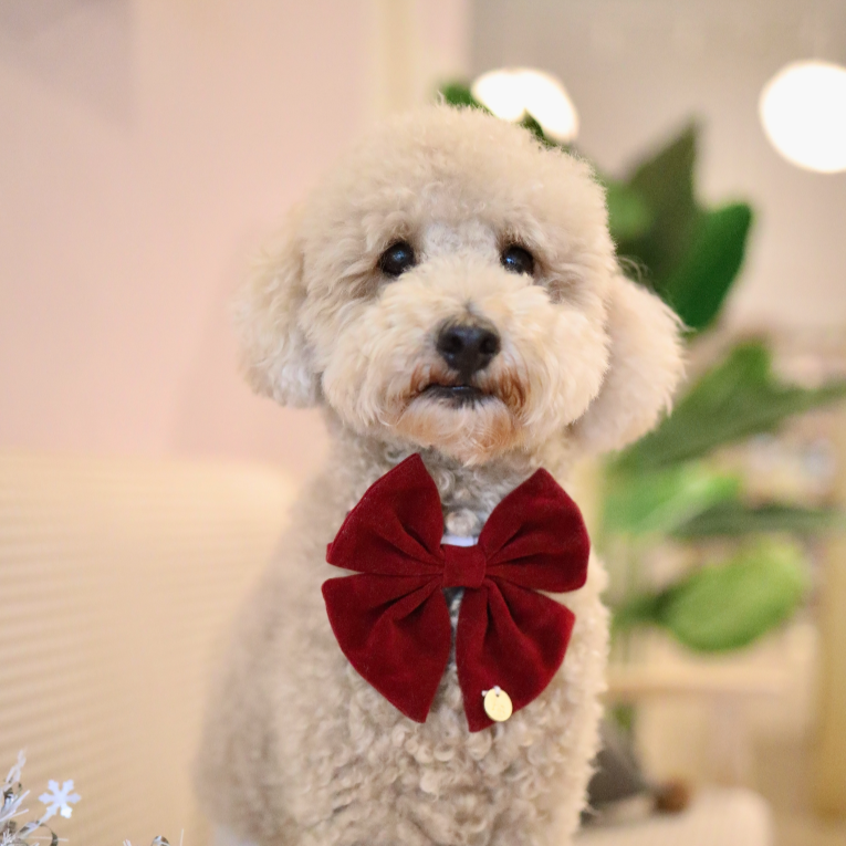 Maroon Velvet Bow Tie