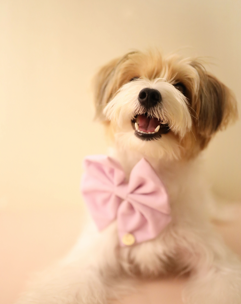 Lilac Pink Velvet Bow Tie