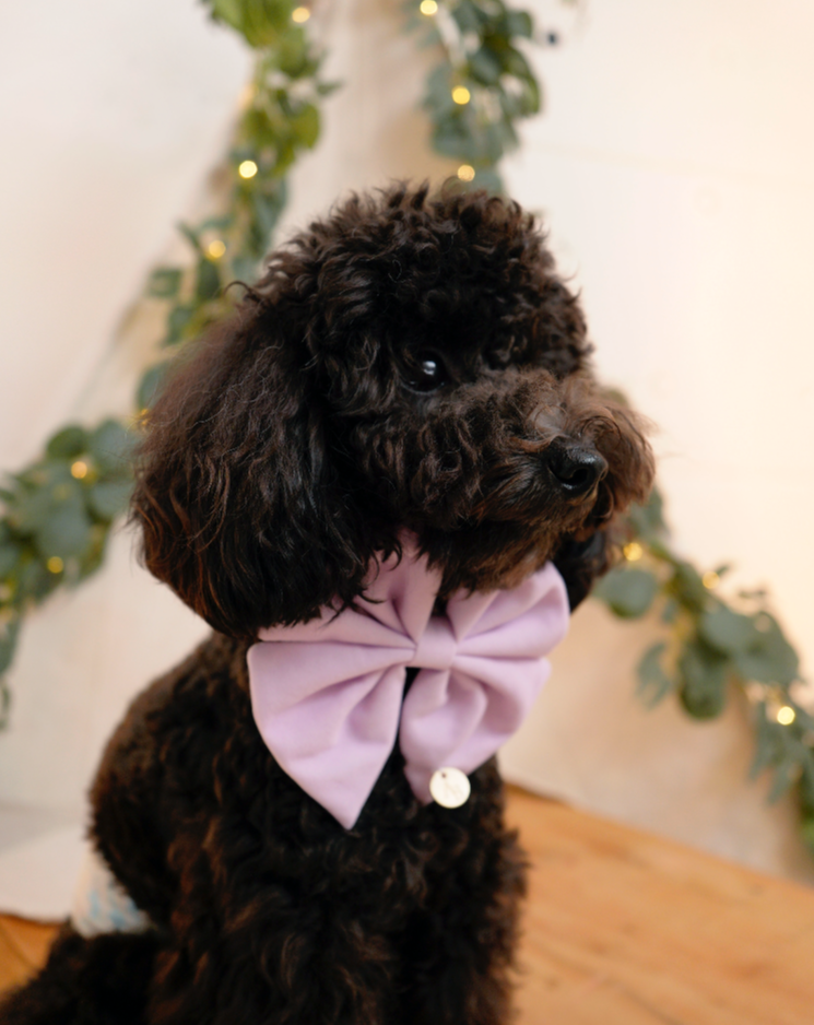 Lilac Pink Velvet Bow Tie