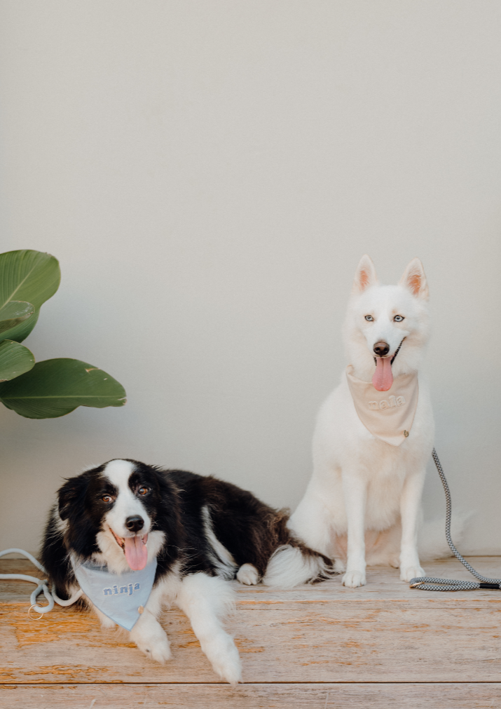 DUSK Dog Slip Leash