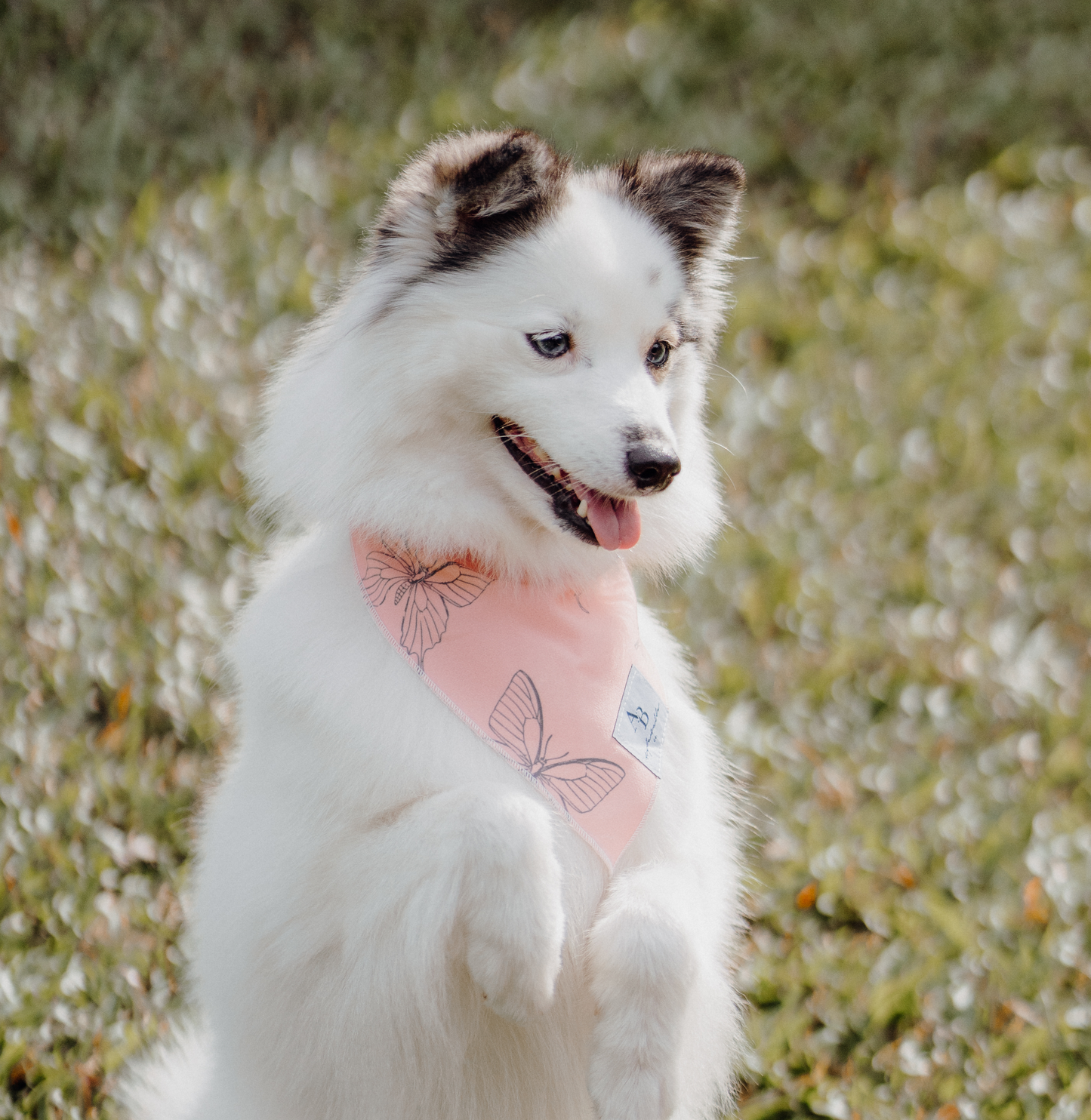 Aurora Wings Bandana