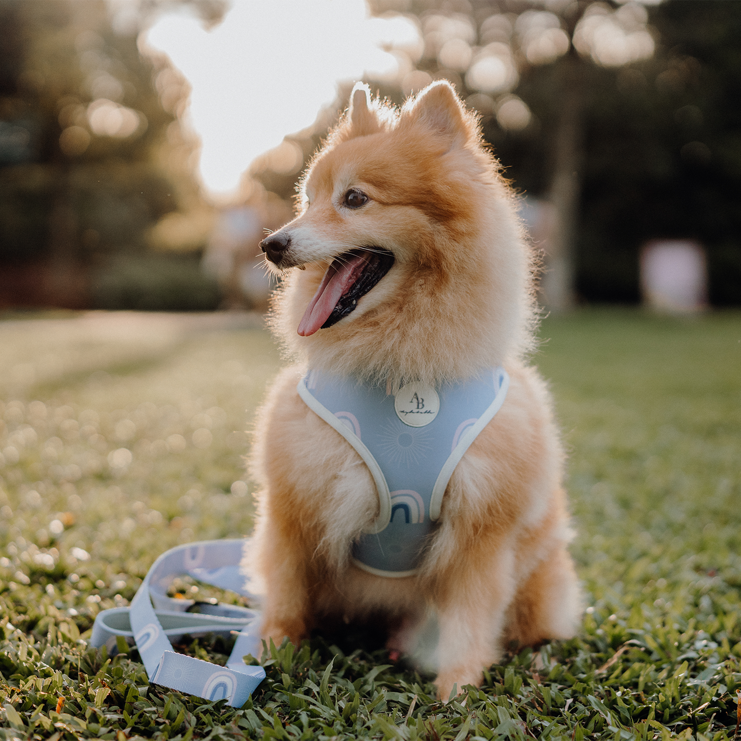 Bella Cuddles Dog Harness