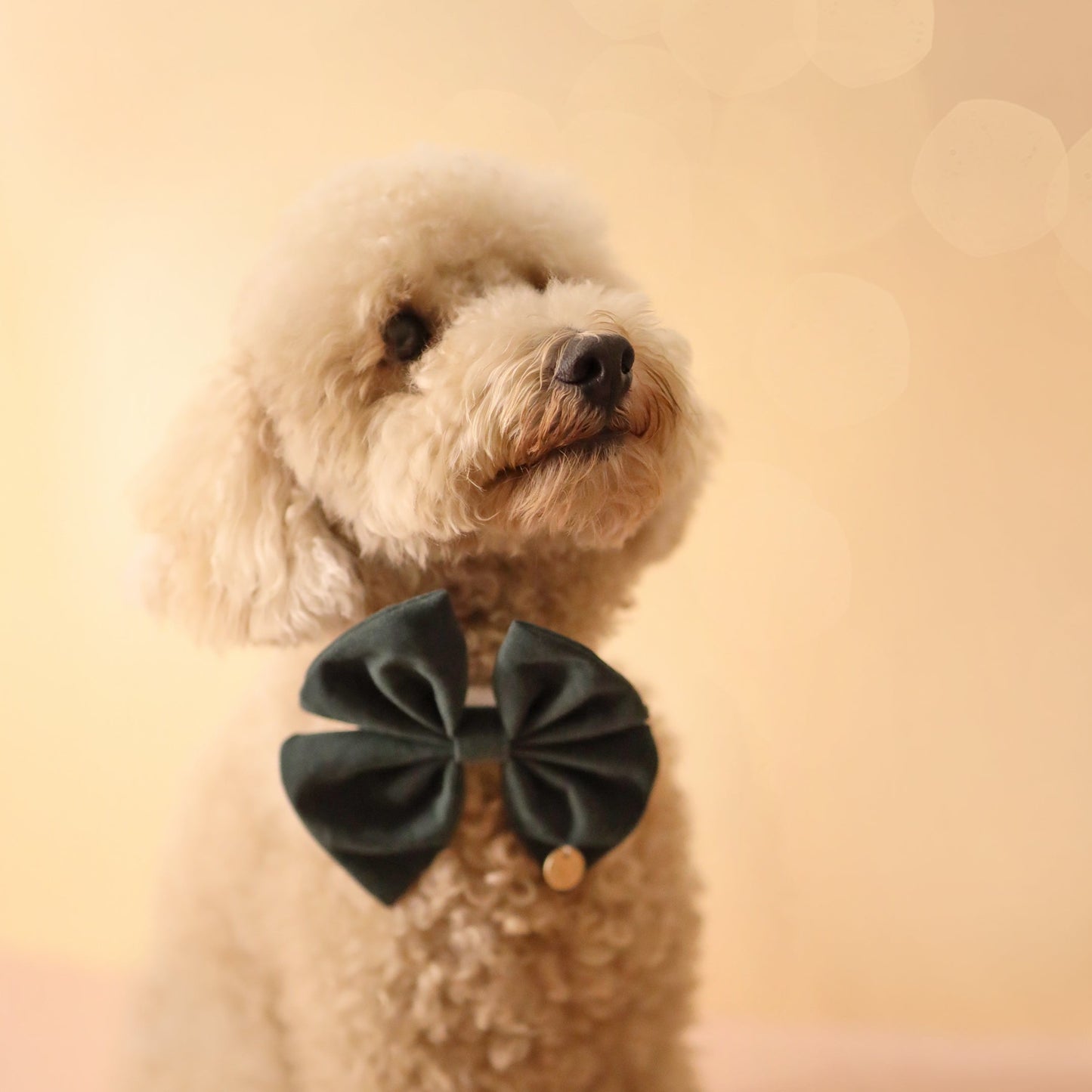 Dark Green Velvet Bow Tie