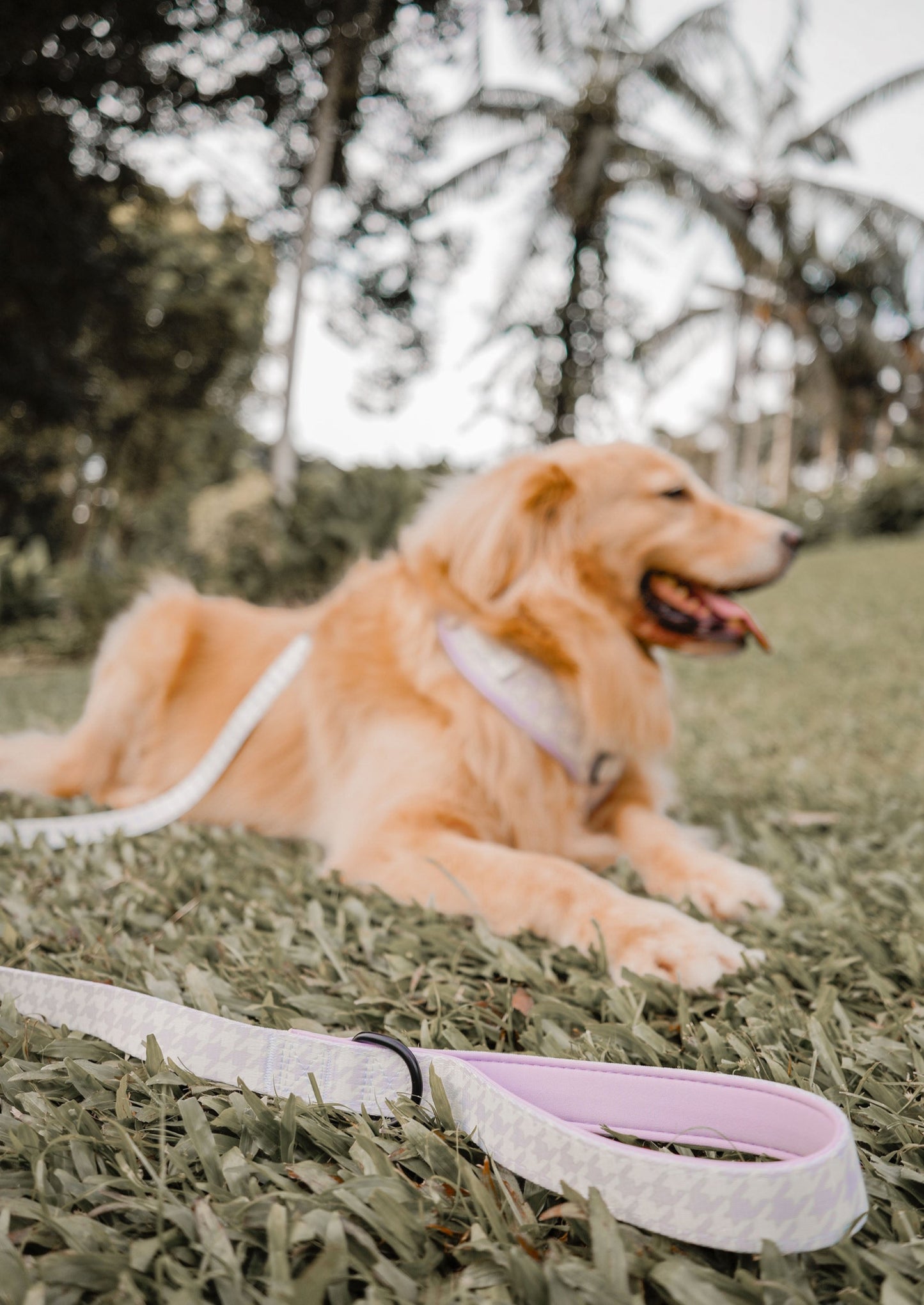 Vanilla Butter Dog Leash