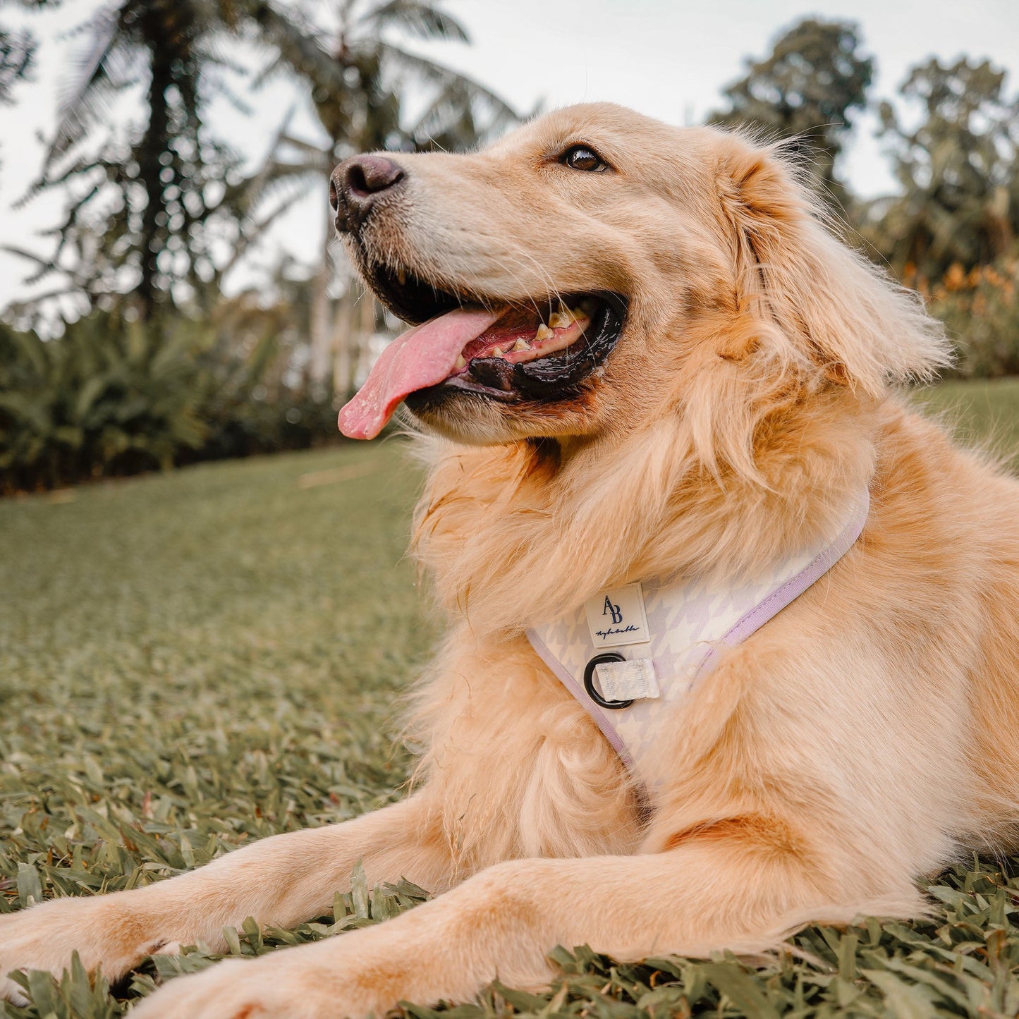 Vanilla Butter Dog Harness