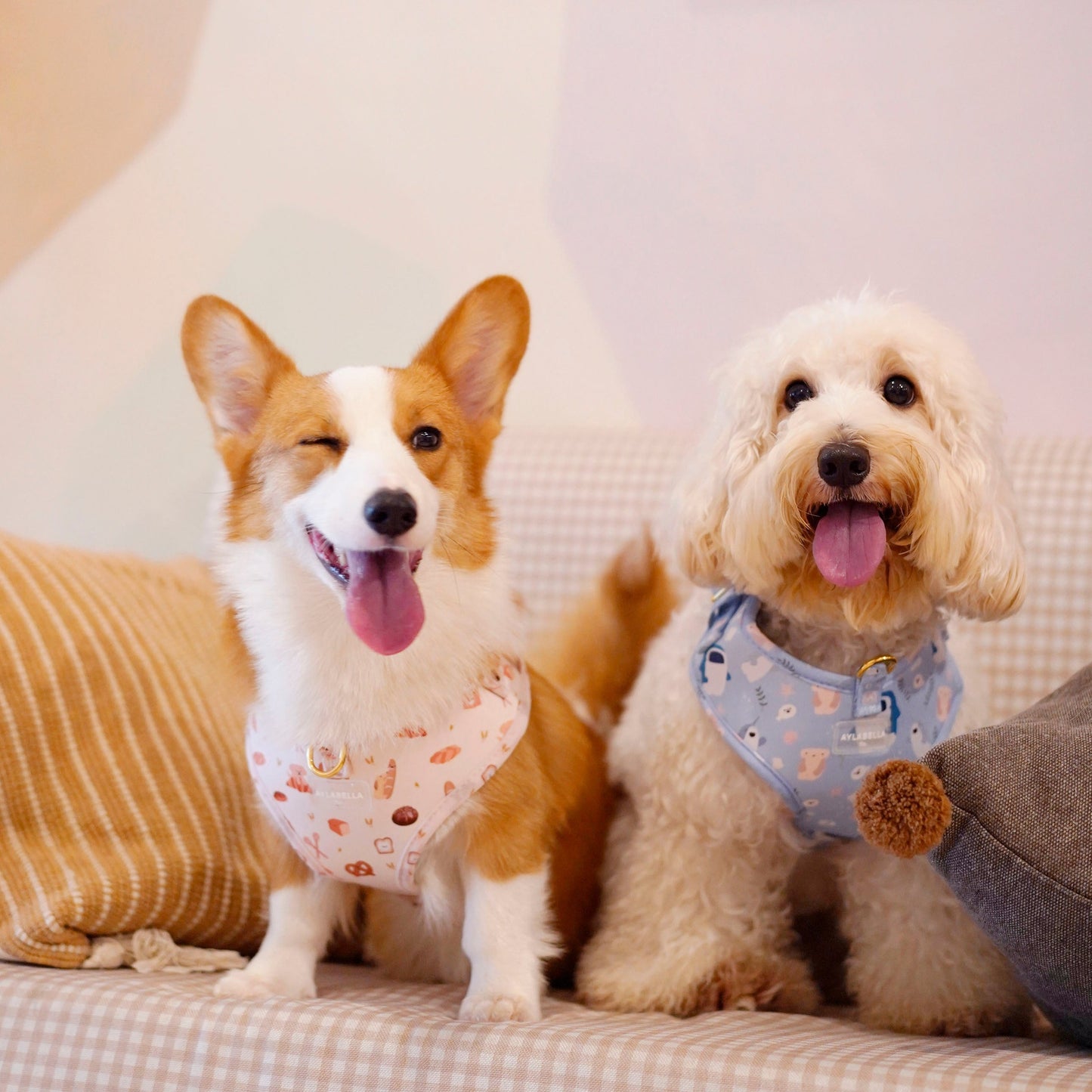 Toast Dog Harness