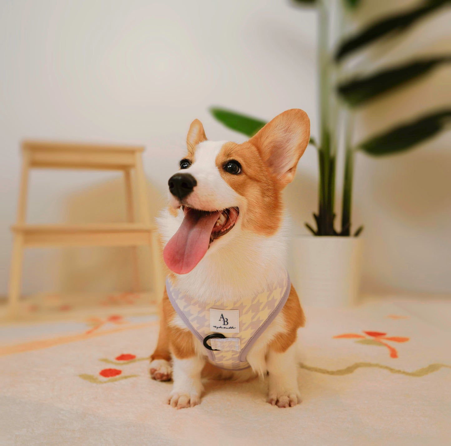 Vanilla Butter Dog Collar