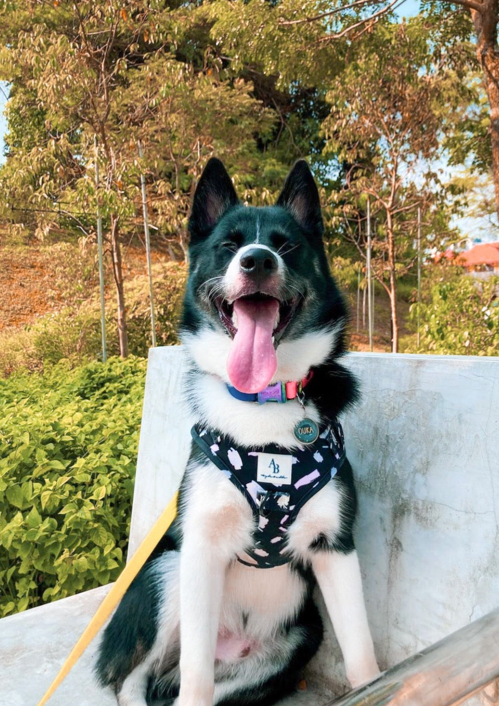 P.S. I Love You Dog Harness