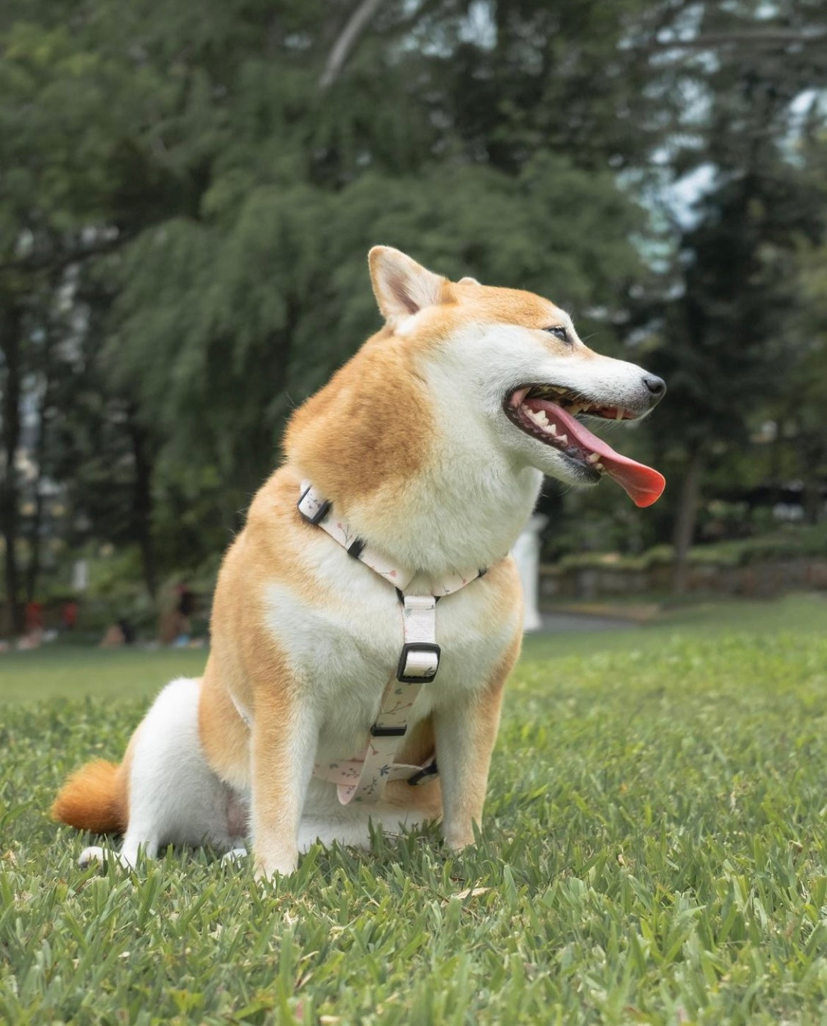 Pink Blossom Dog H-Harness