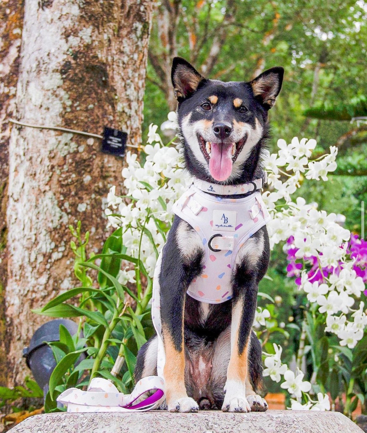Confetti Dreams Dog Leash