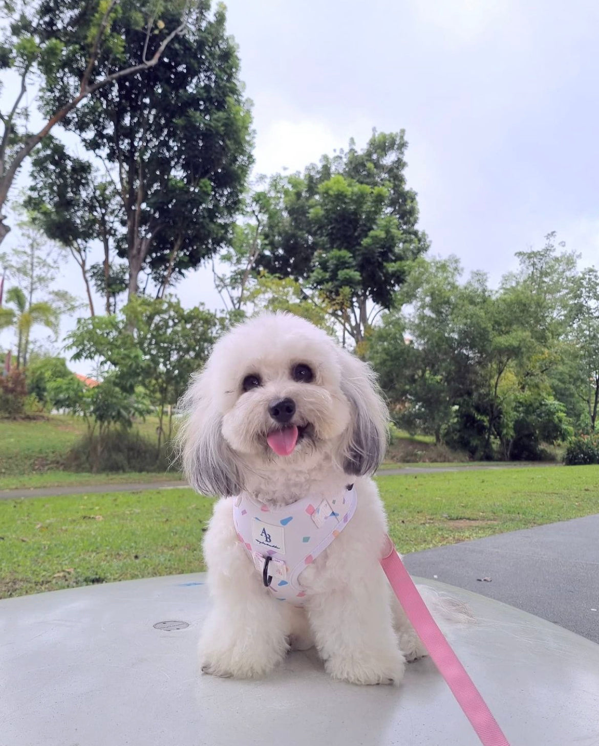 Confetti Dreams Dog Harness