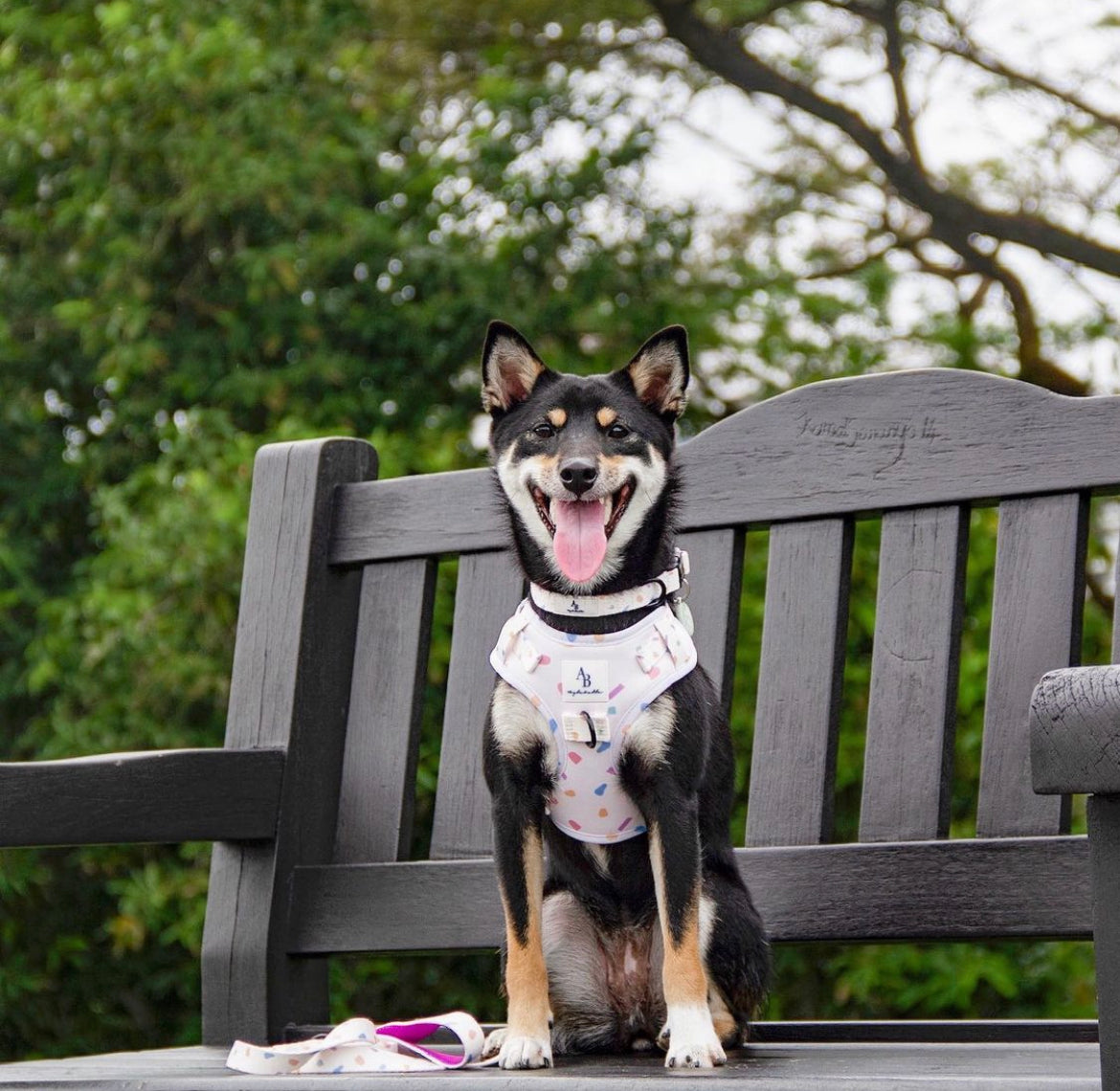 Confetti Dreams Dog Harness