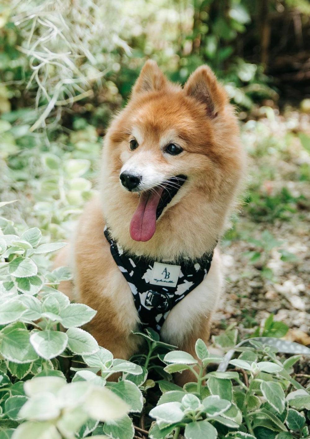 P.S. I Love You Dog Harness