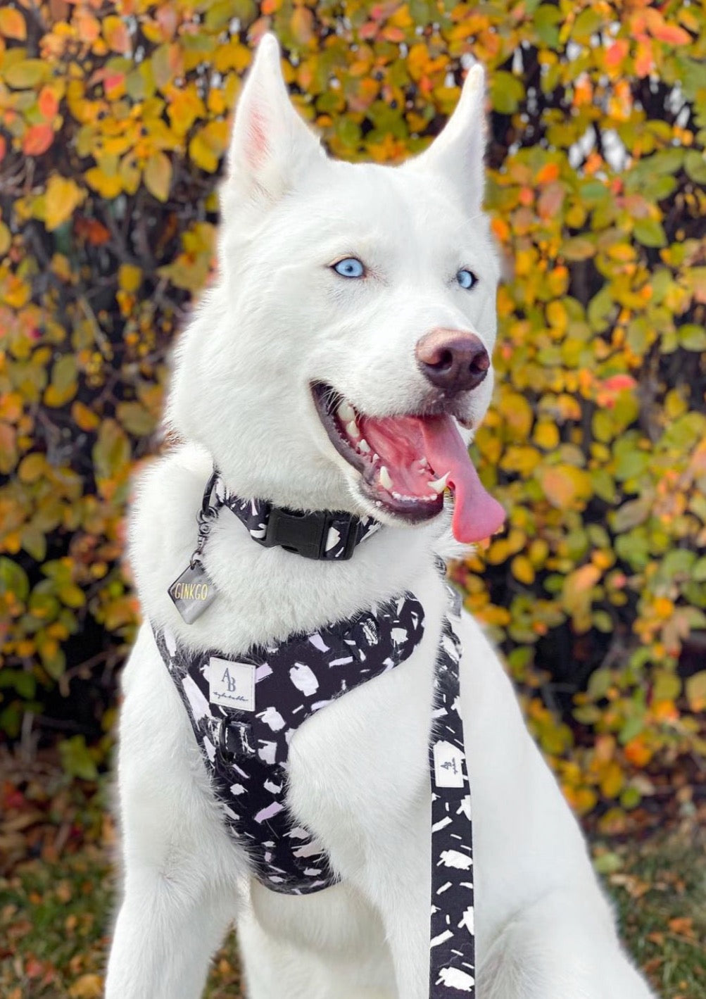 P.S. I Love You Dog Harness