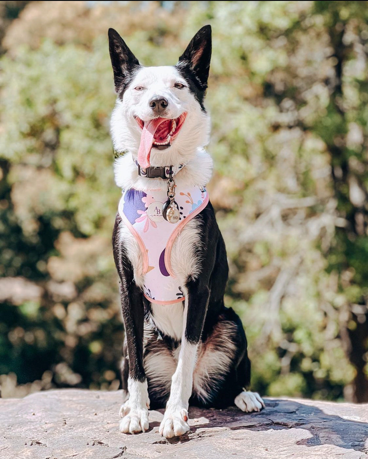 The Botanical Dog Harness