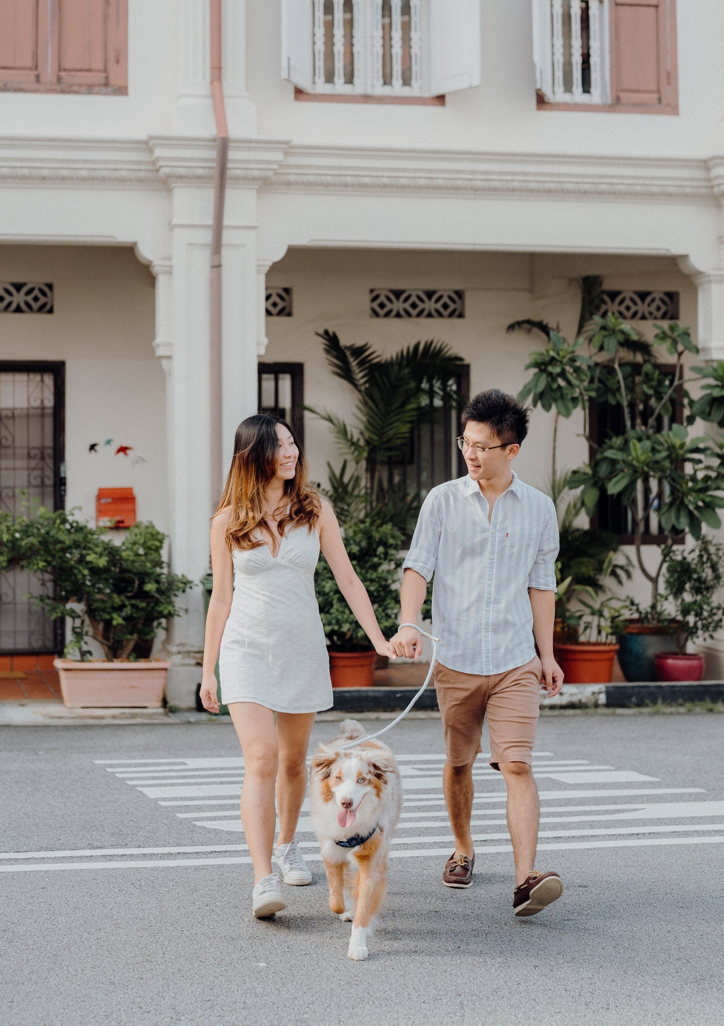 CLOUD Dog Slip Leash