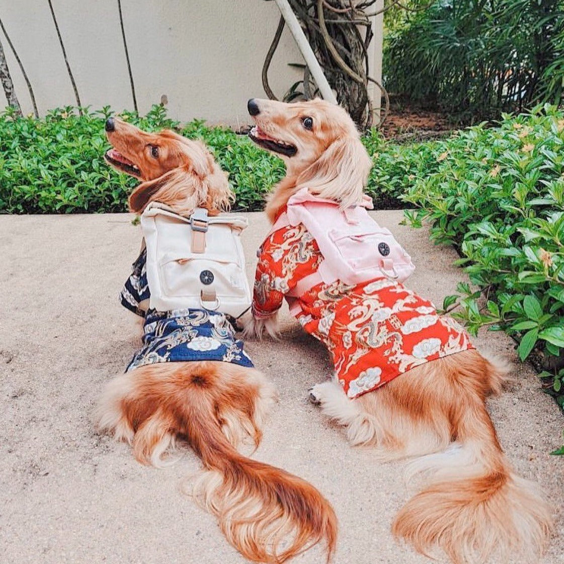 Cream Dream Dog Harness Backpack
