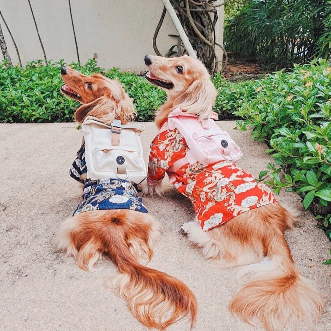 Kylie Harness Dog Harness Backpack