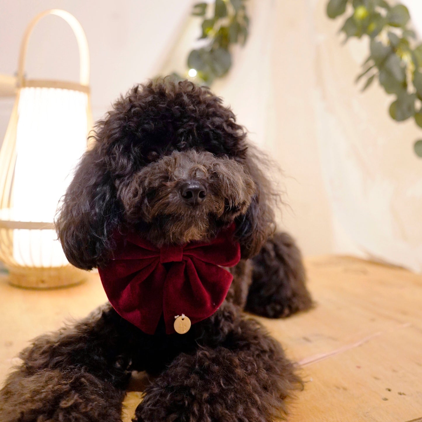 Maroon Velvet Bow Tie
