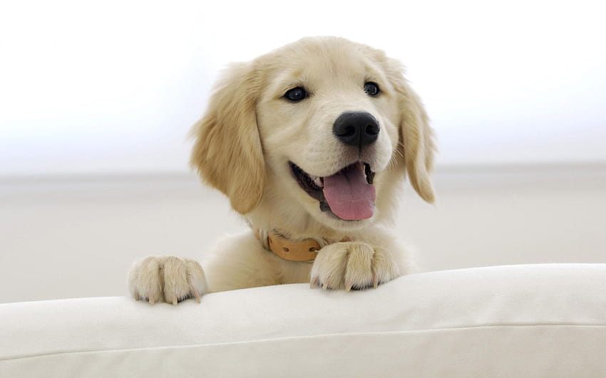 8 Tips for Keeping Your Dog Healthy and Happy