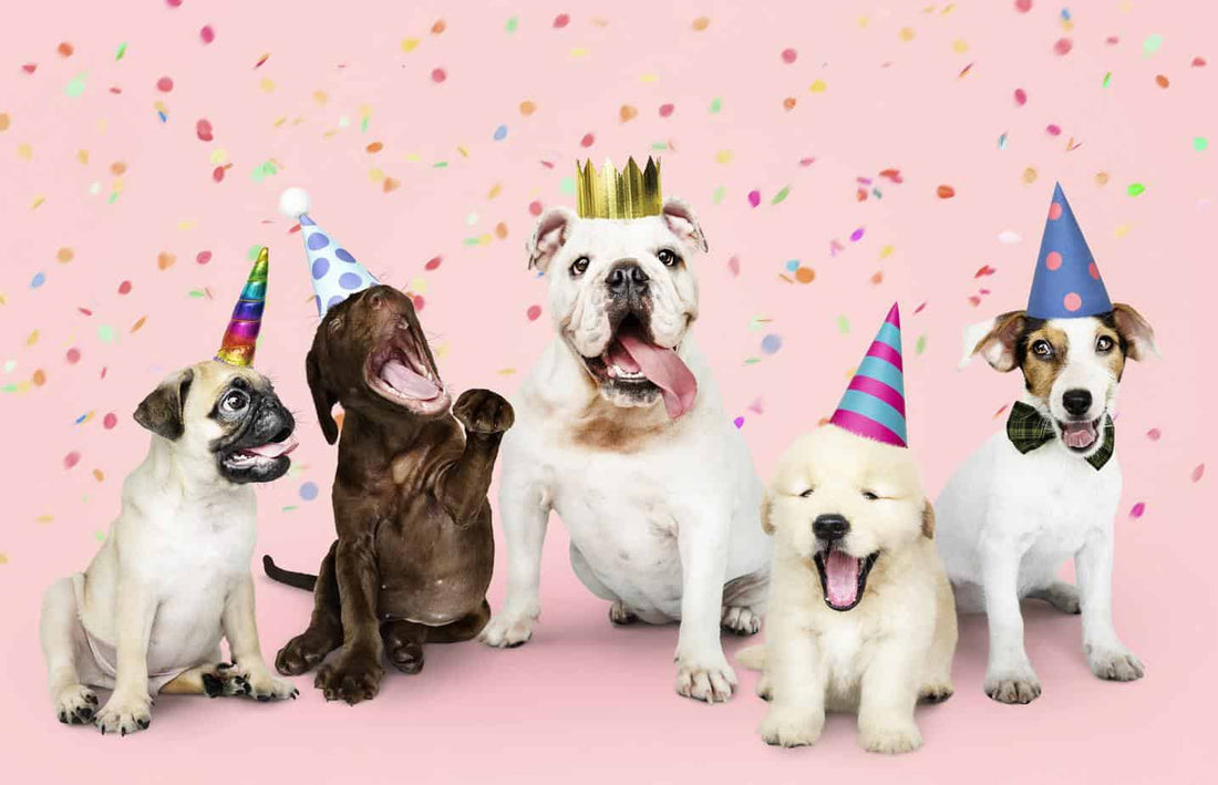 Your Dog’s Birthday Coming Soon?