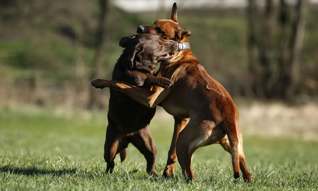 How to spot a potential dog fight.