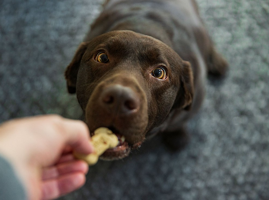 5 Tips on Choosing the Right Treats For Your Dog!