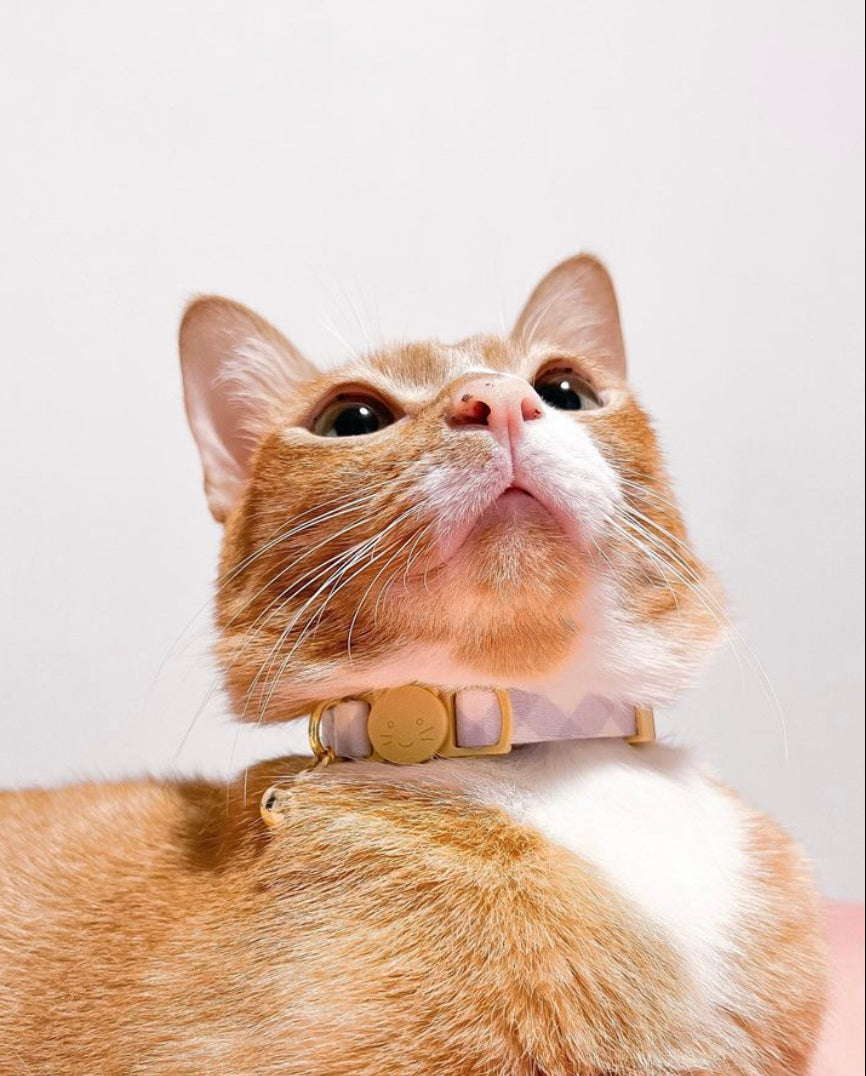 Archie’s Cat Collar
