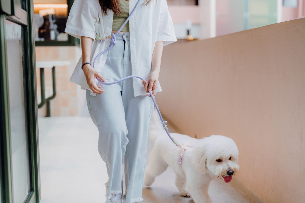 Periwinkle Dog Hands-Free Leash