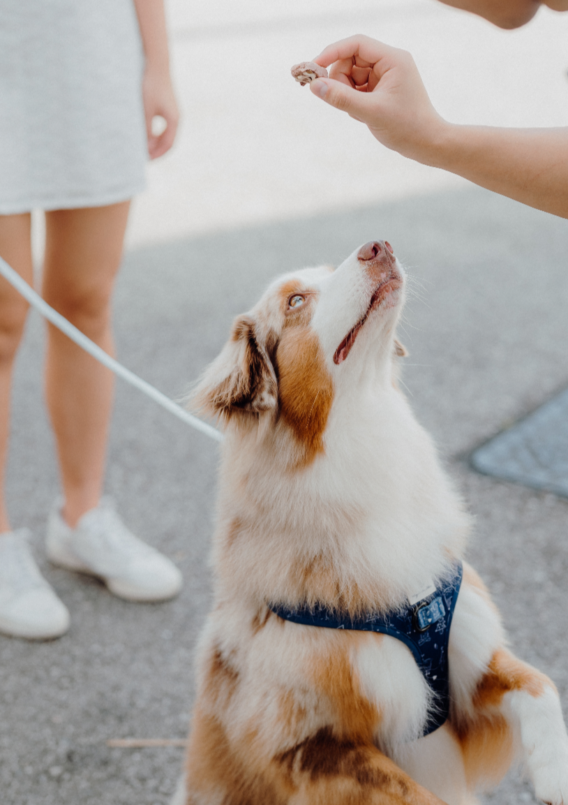 CLOUD Dog Slip Leash