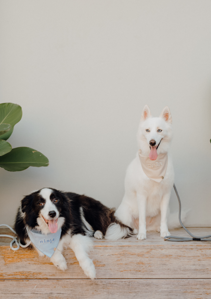 CLOUD Dog Slip Leash