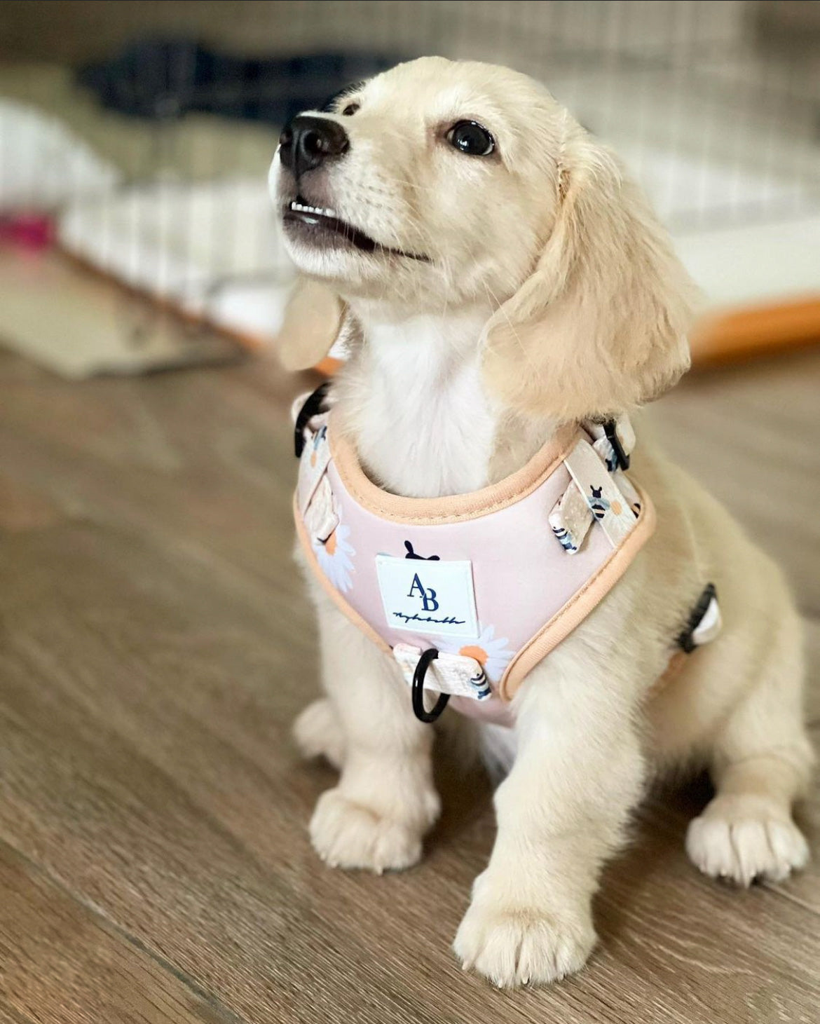 Bee With You Dog Harness